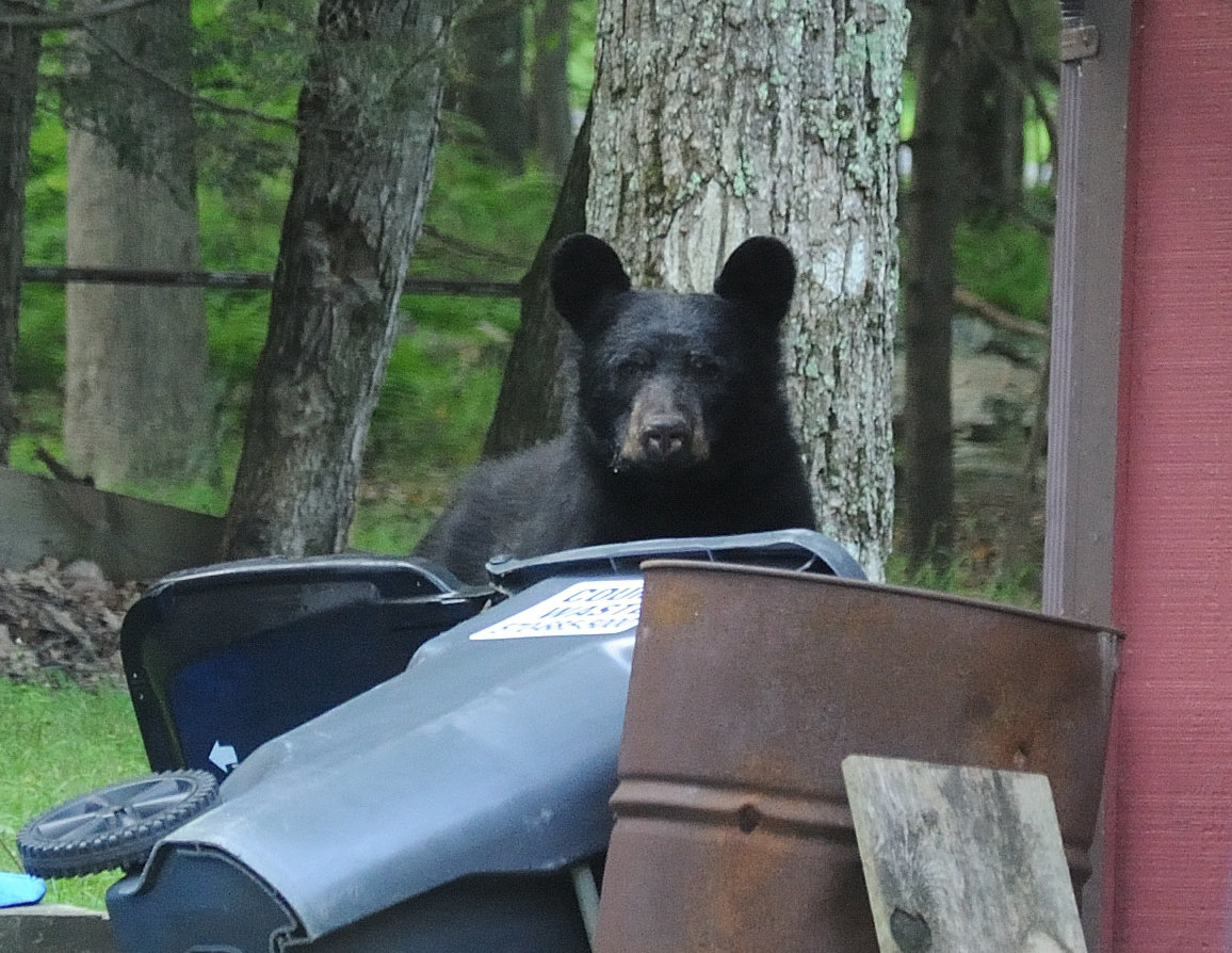 This is a bear caught in the act foraging for food that might be in this trash can. Bears have the strength and dexterity to take the lid off of trash cans and dumpsters and may drag cans into the woods, making a mess as they go. Bears use scent to find food so a little ammonia in the trash may keep them away.